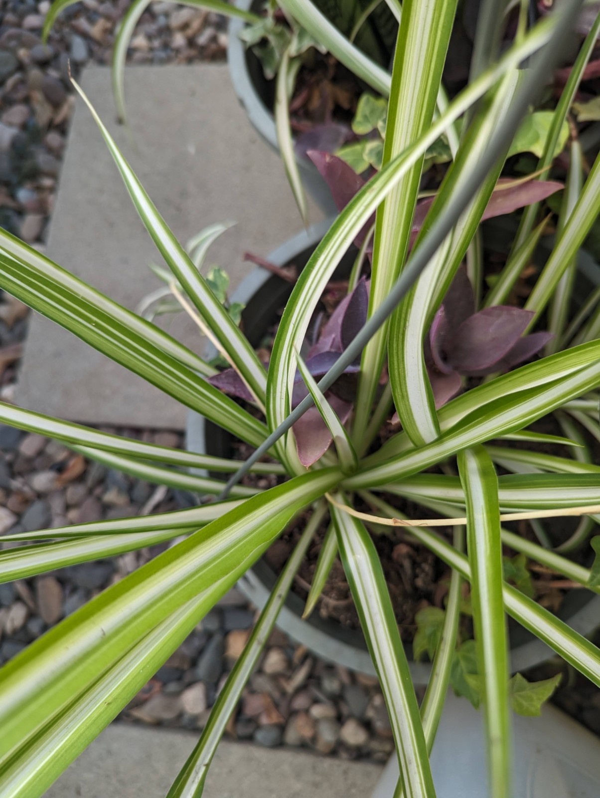 Spider Plant Live Indoor Houseplant Fountain Like Shape Easy Care Hanging Plant