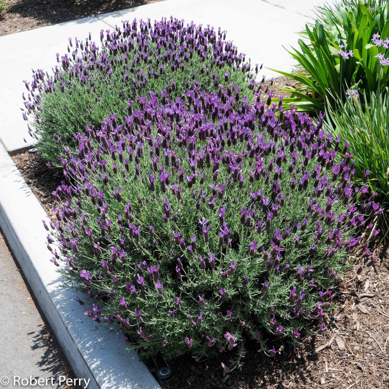 200+ PNW Spanish “Butterfly” Lavandar * Seeds Only * Small Batch Organic