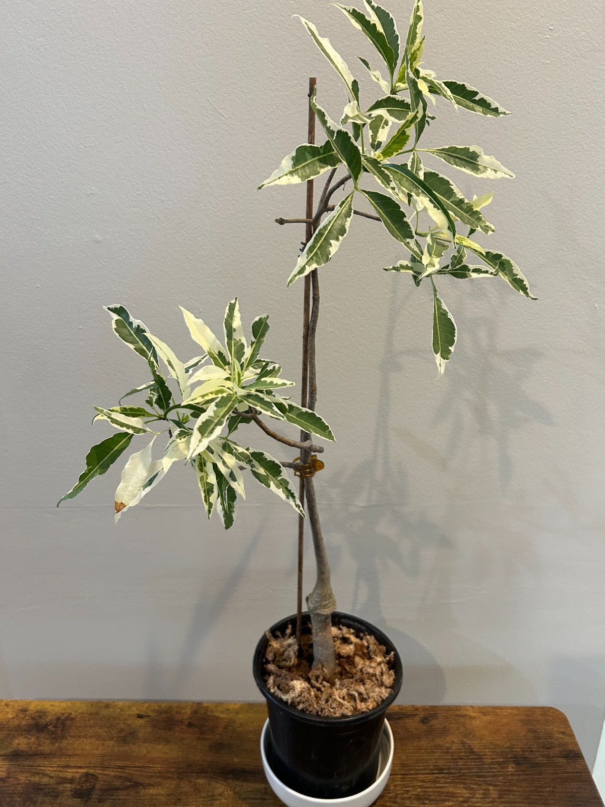 Variegated Baobab (Adansonia digitata ‘Variegata’)- close to pictured, from US