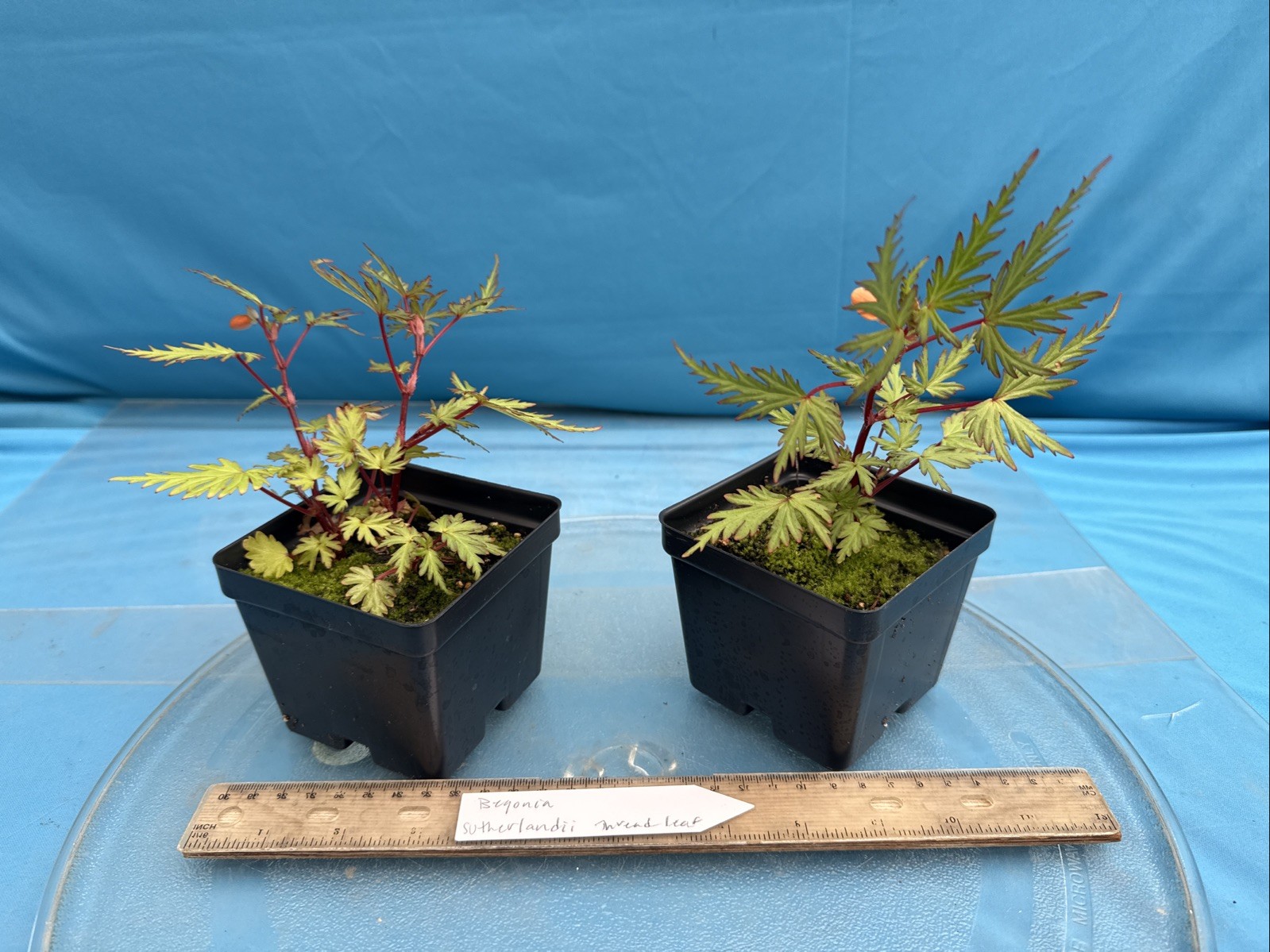 Begonia sutherlandii Fern-like Leaves 4” Pot Shade Easy Care Windowsill