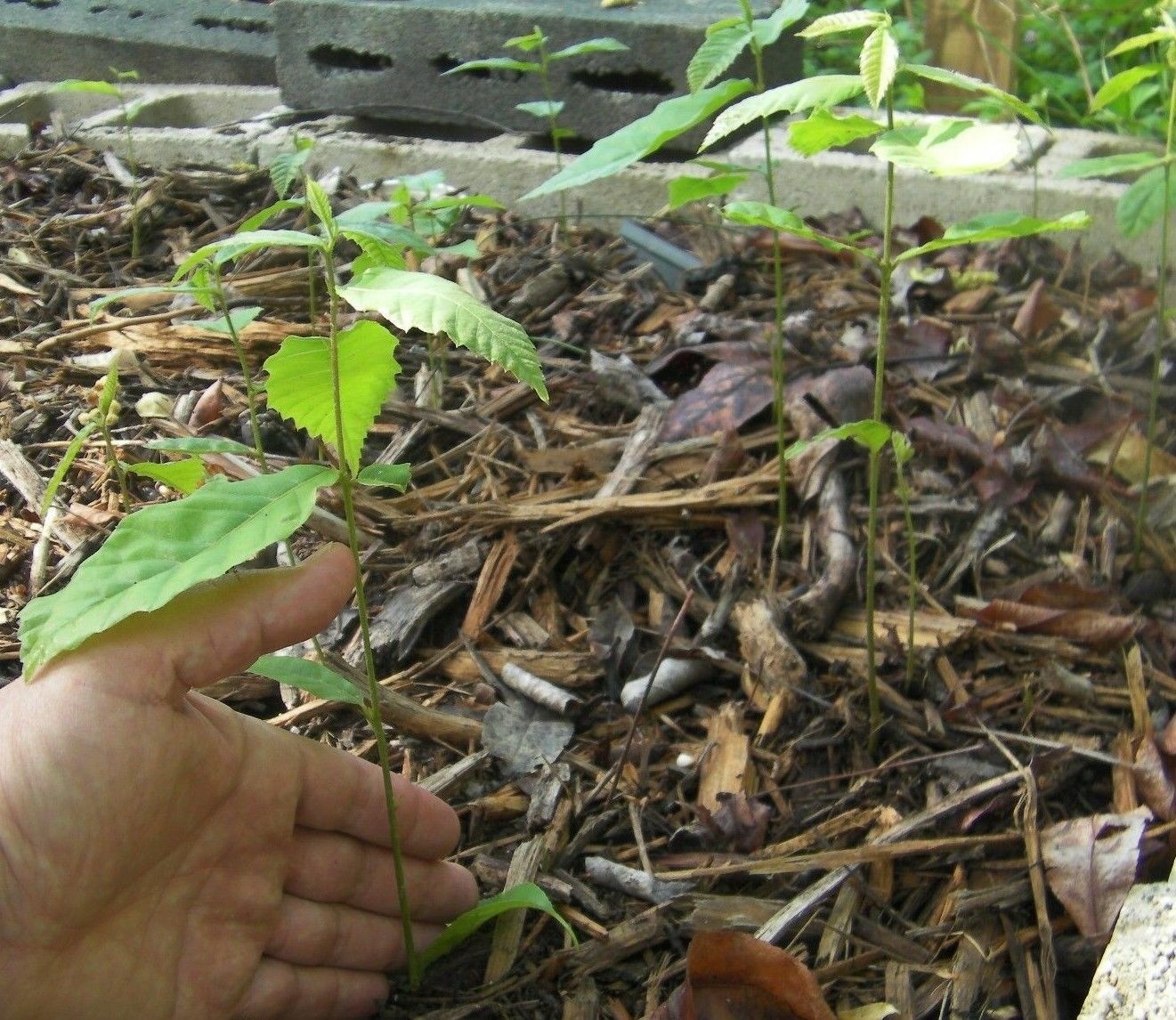 6 thin cuttings of organic Dunstan American-Chinese disease resistant chestnut