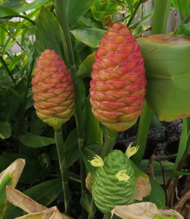 Set of 4 Live Shampoo Ginger Plants (Zingiber zerumbet) – 4-6″ Tall – No Pot