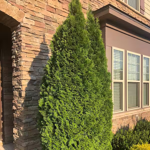 1 Gal. Emerald Green Arborvitae Shrub with Green Foliage