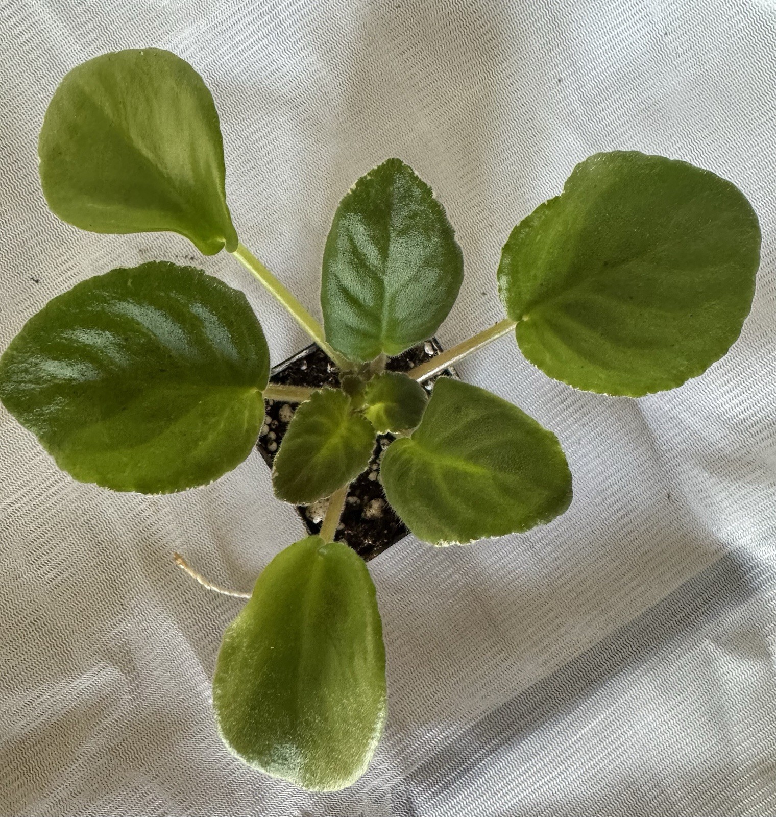 African Violet Plant LE Galakticheskij shtorm /Galactic Storm Starter