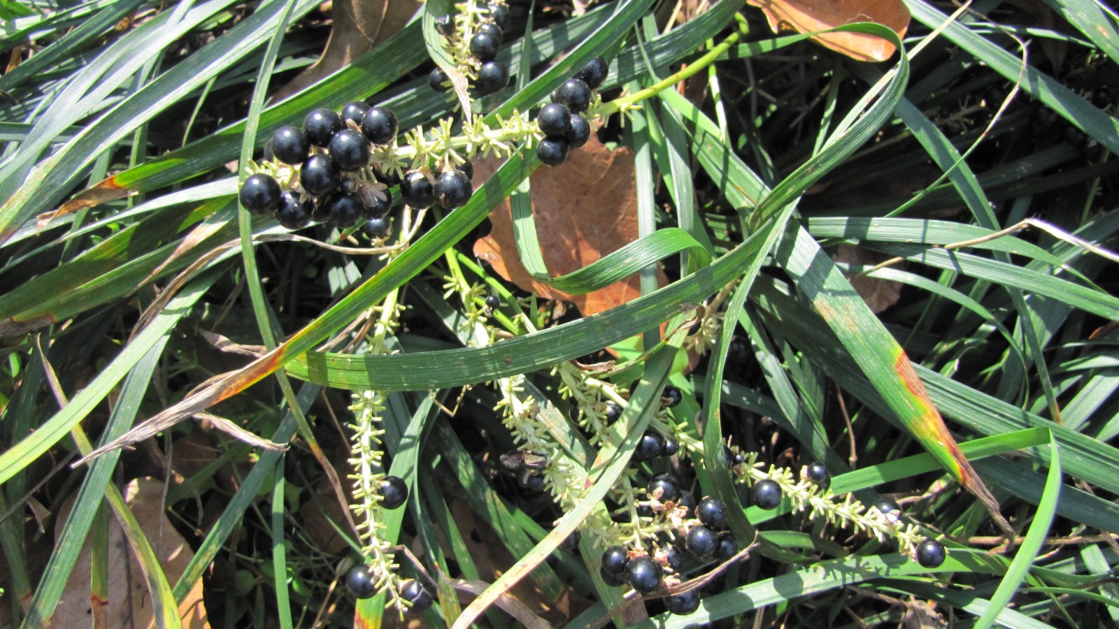 Liriope muscari 100 Bare Root Plants w/ planting instructions.