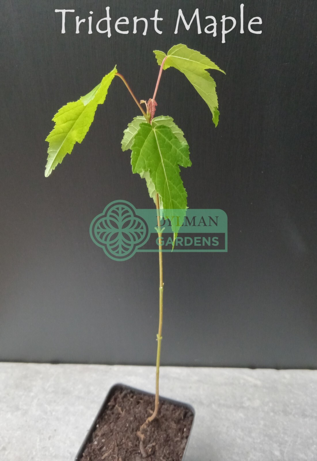 Trident Maple Tree (Acer buergerianum) – Bonsai – Live Plant – Multiple Sizes