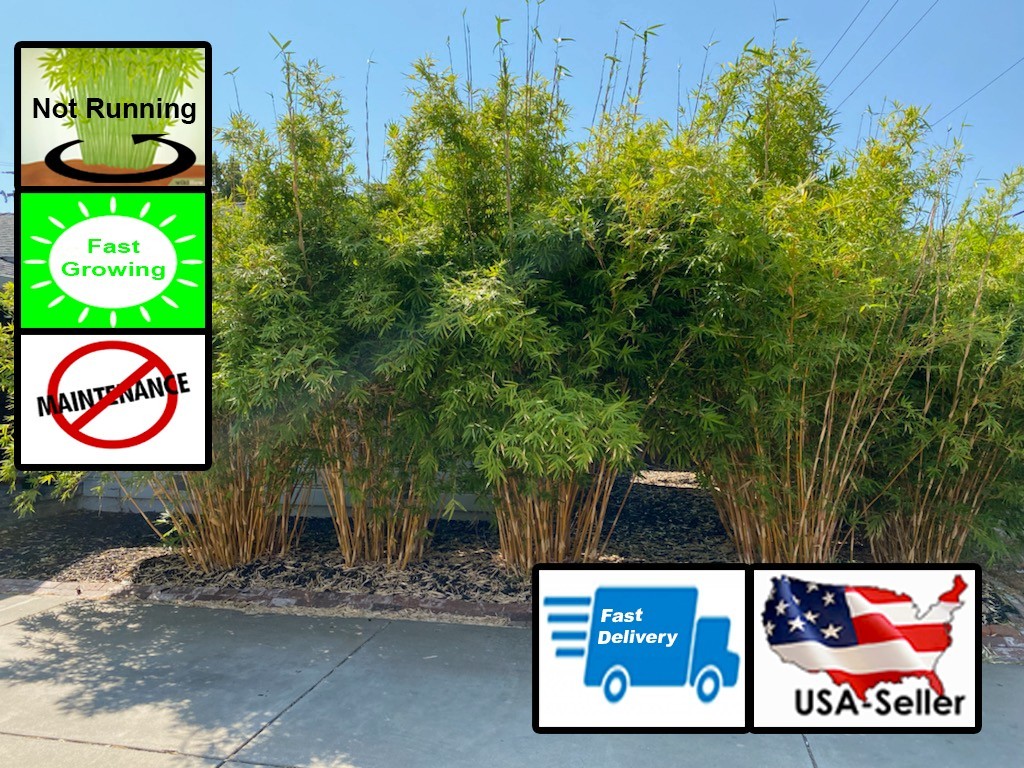 Bamboo Clumping “Golden Hedge” Bambusa Alphonse Karr Privacy Screen 1 Division
