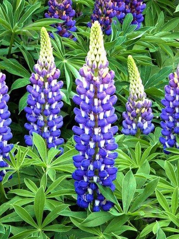 25+SEEDS PURPLE/WHITE LUPINE PERENNIAL