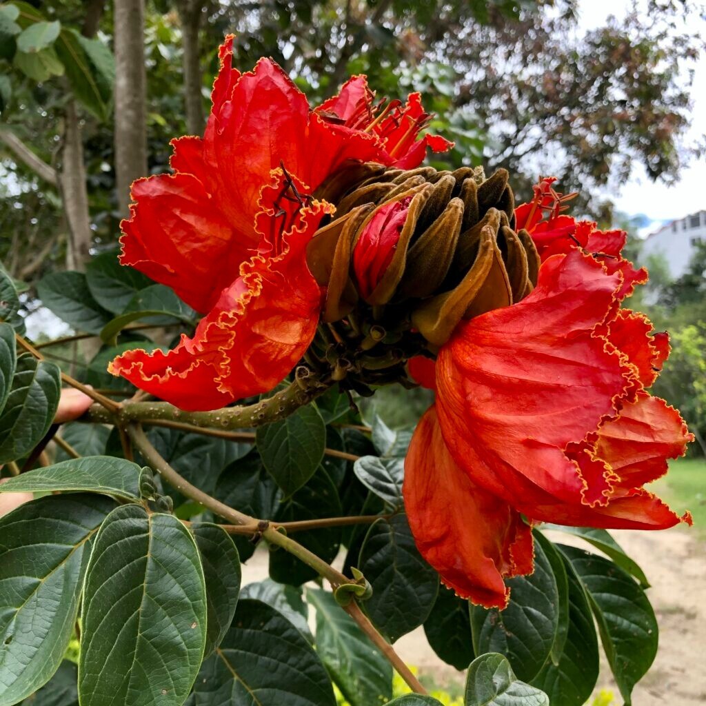 African Tulip Magnolia Flower Tree Seeds Spatho. campanulata Flame of The Forest