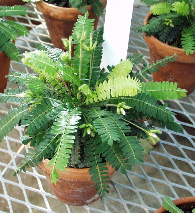 20 FRESH Biophytum Sensitivum Seeds, MOVING PLANT, rare sensitive plant seeds