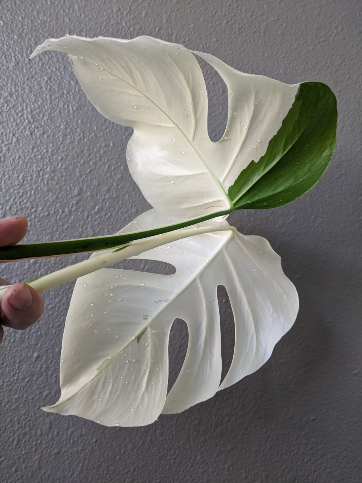 Monstera Albo Deliciosa Top Cutting, FULL MOON High Variegation, FREE Shipping