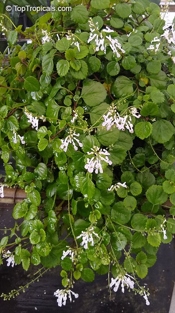 Green Swedish Ivy Live Plants -Size 3-8 Inches – Green Swedish Ivy Houseplant