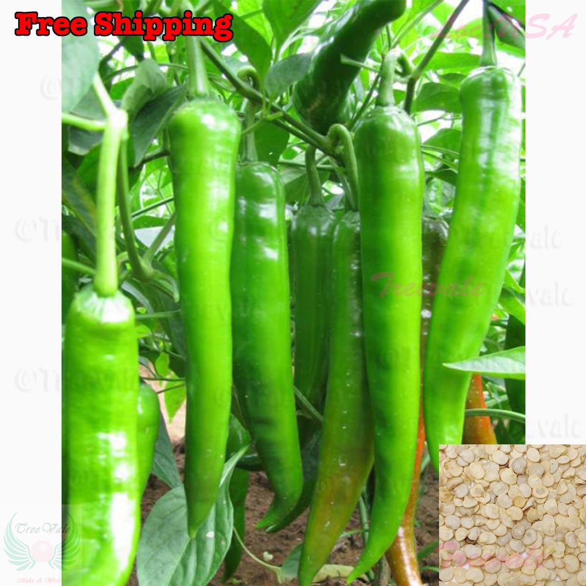 Anaheim Hot Pepper Seeds | Green Hot Chili Pepper Seeds | NON-GMO