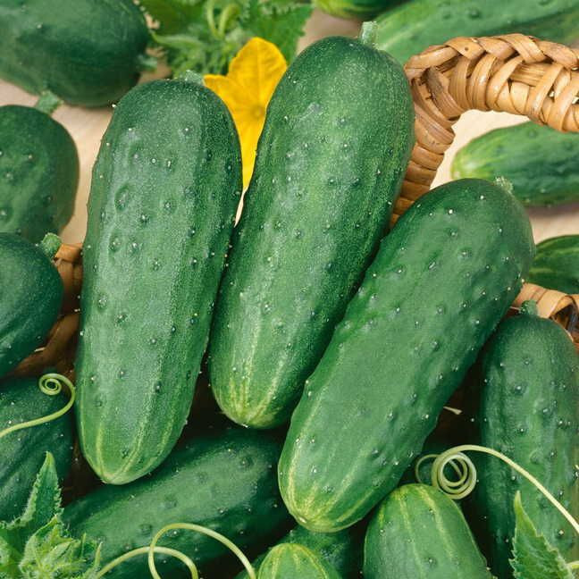 50 HOMEMADE PICKLES CUCUMBER SEEDS NON-GMO FRESH FOR 2024 GARDENS