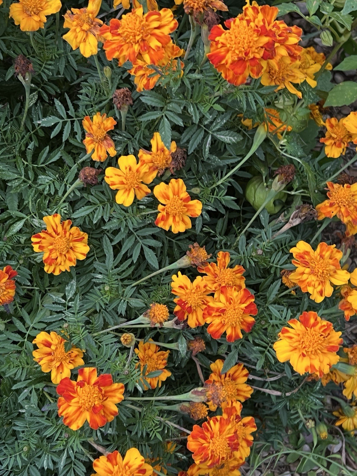 Red Spark French Marigold Mix Seeds – NON-GMO – Free Shipping