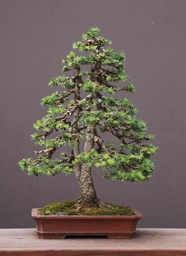 Norway Spruce bonsai starter kit(Picea abies) seedling 4 to 8 inches