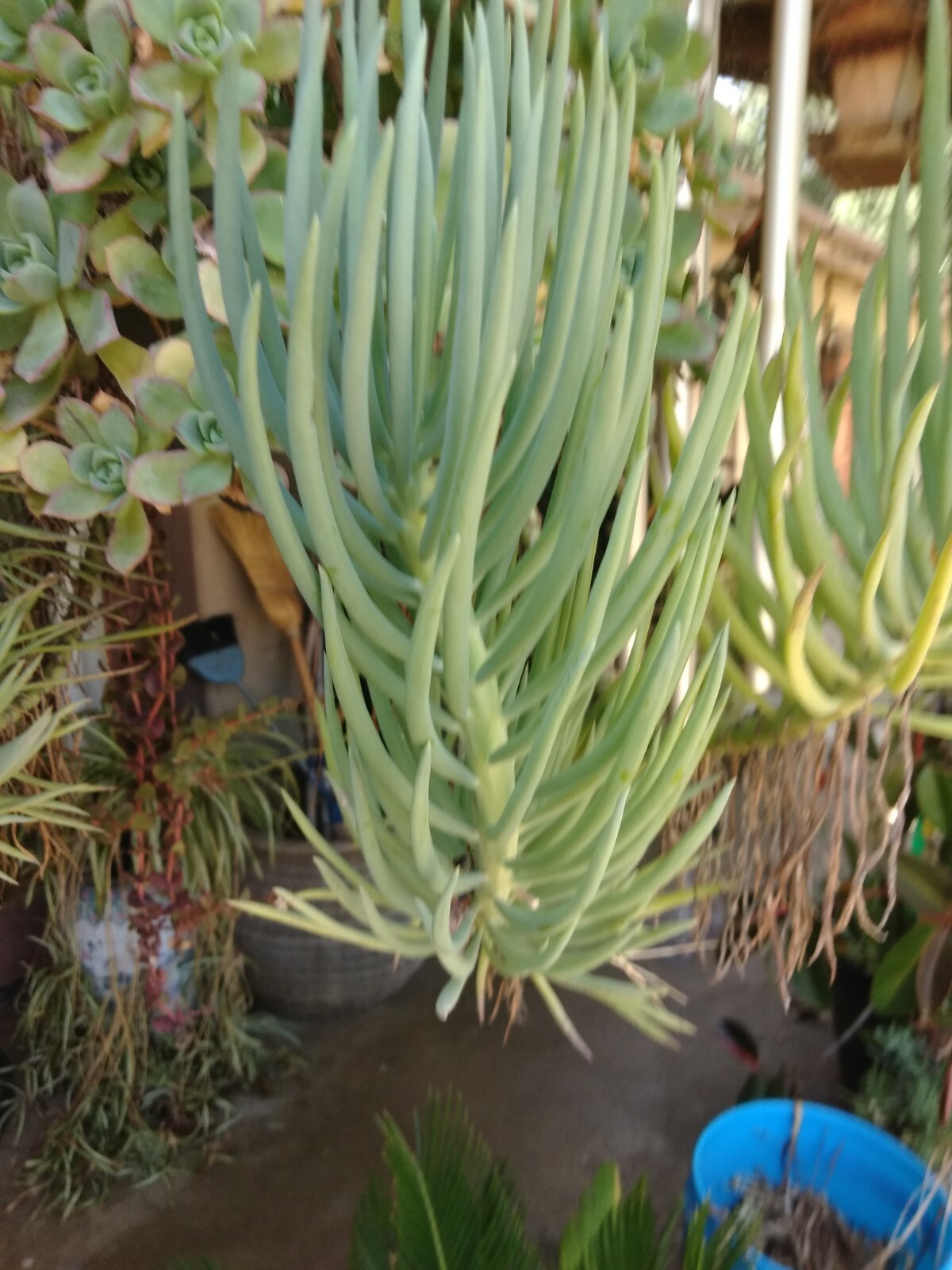 2 Blue Chalk Sticks Senecio Mandraliscae Succulent Plants Cuttings