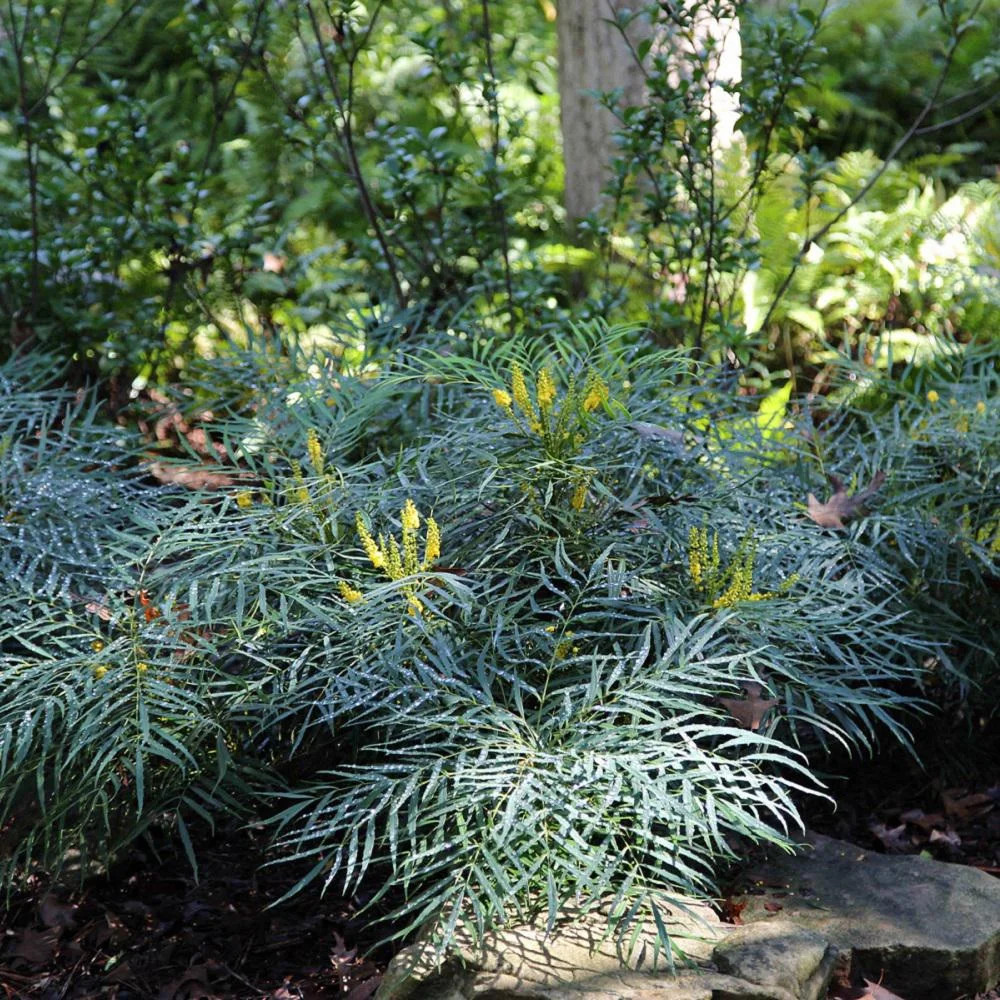 Soft Caress Mahonia Live Shrub in 2.5-Quart Grower Pot