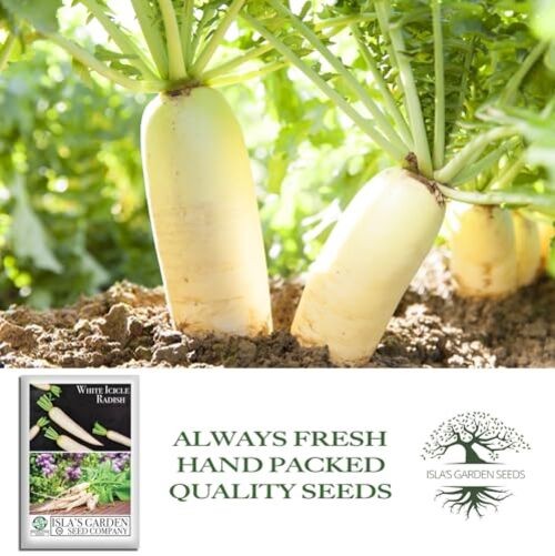 White Icicle Radish Seeds (Raphanus sativus)– 200+ Heirloom Non-GMO Seeds by