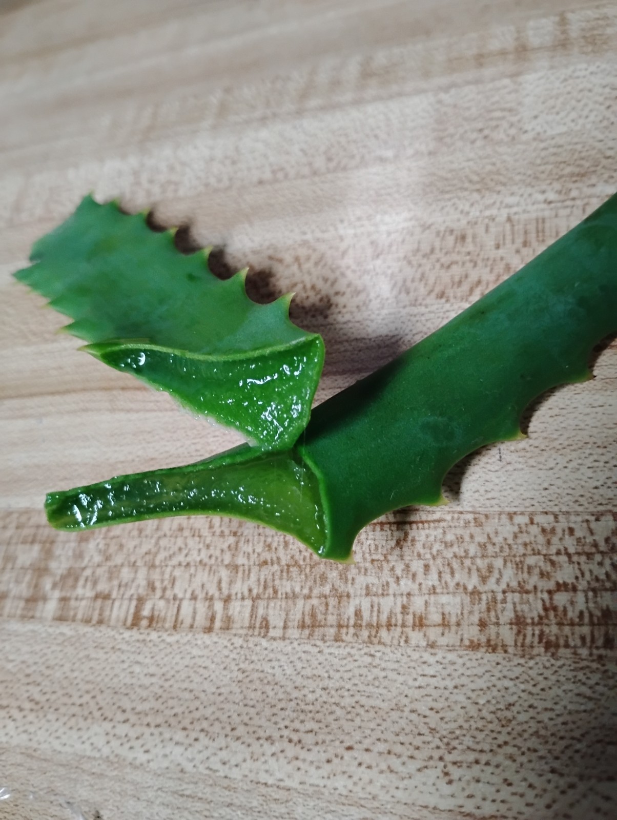 Large Aloe Arborescens Cactus Plant Cuttings from 40 year old Healing Plant.
