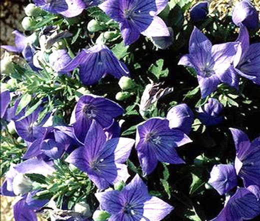 BALLOON FLOWER BLUE Platycodon Grandiflorus – 400 Bulk Seeds