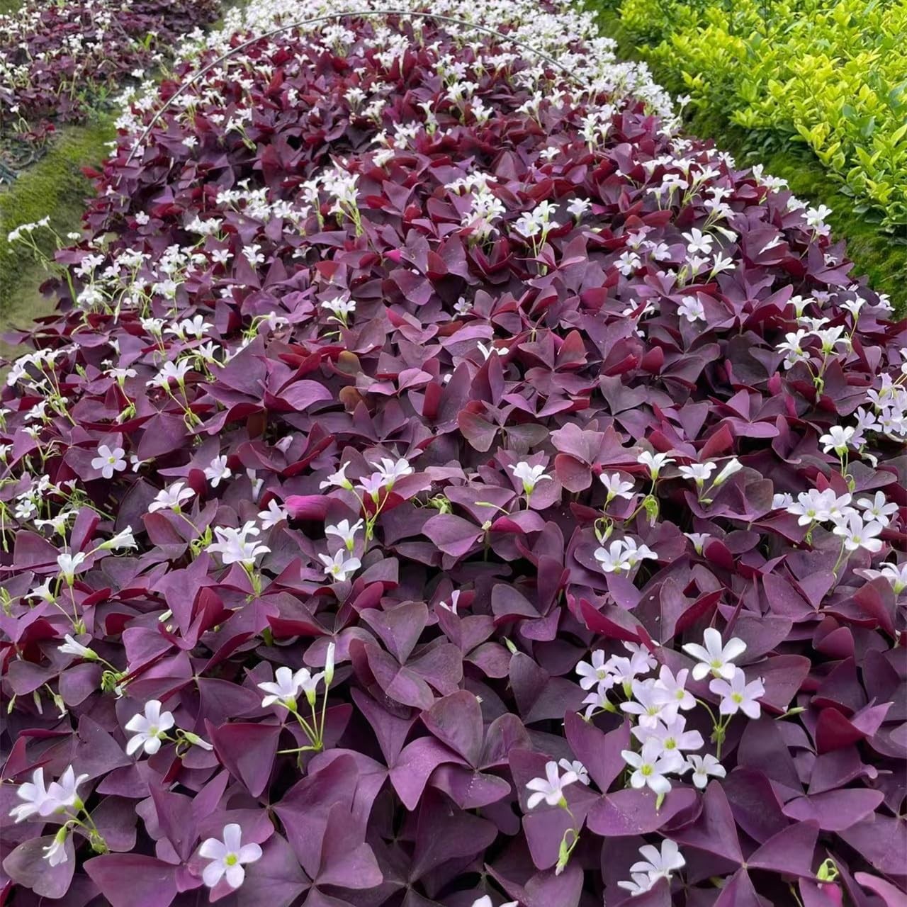 Pack of 24 Purple Shamrocks Bulbs, Oxalis Bulbs for Planting, Oxalis Triangul…