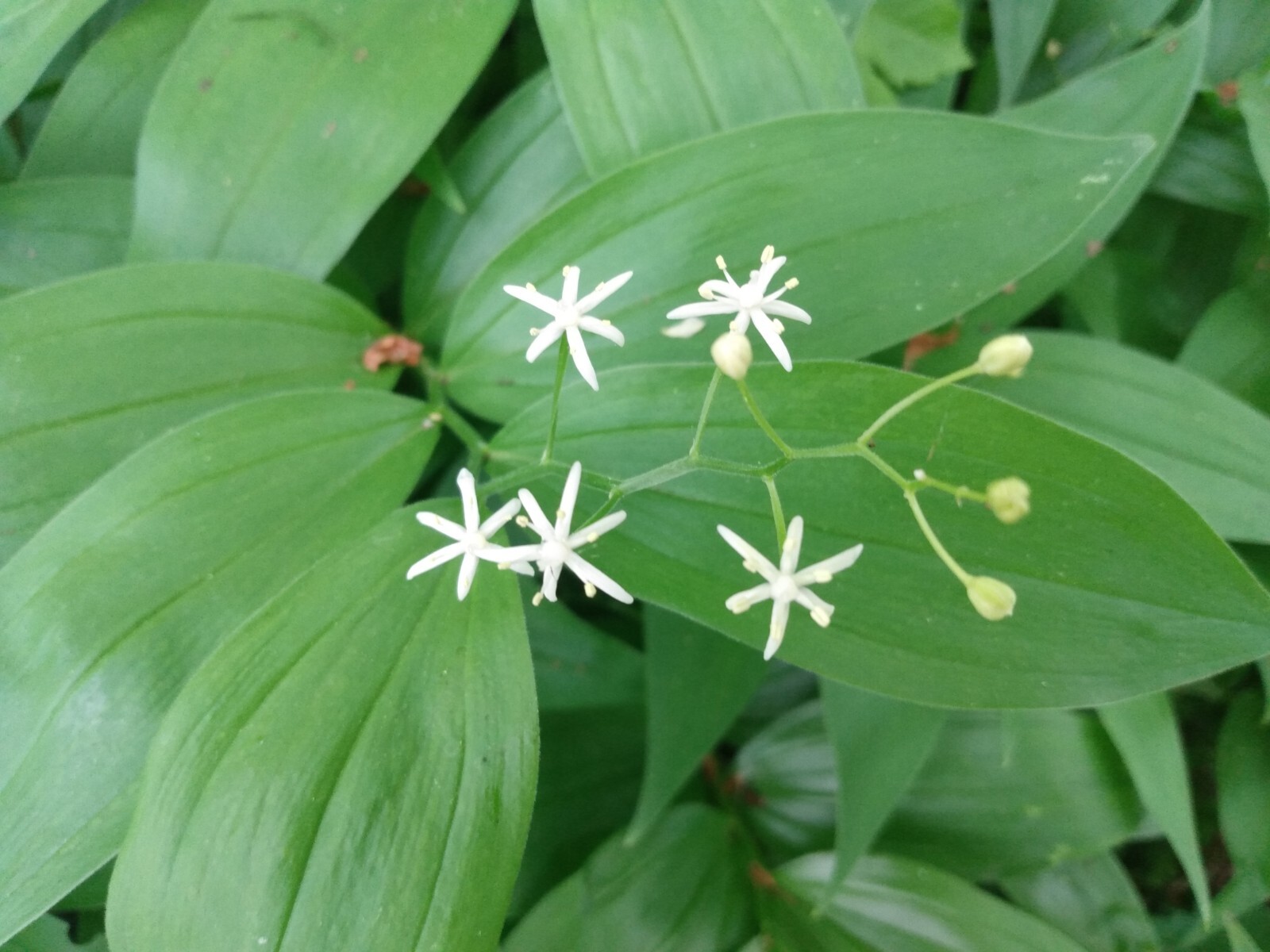 5 Star-Flowered Lily Of The Valley LIVE PLANTS Bare Root Rhizomes Wild Flowers