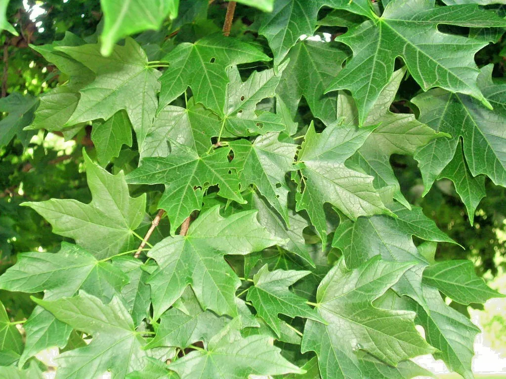 20 LEGACY SUGAR MAPLE SEEDS – Acer saccharum “
