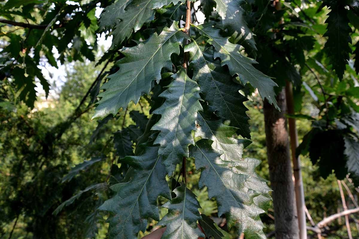 1 Chinkapin Oak Tree 12-24″ Quercus muehlenbergii Bare Root