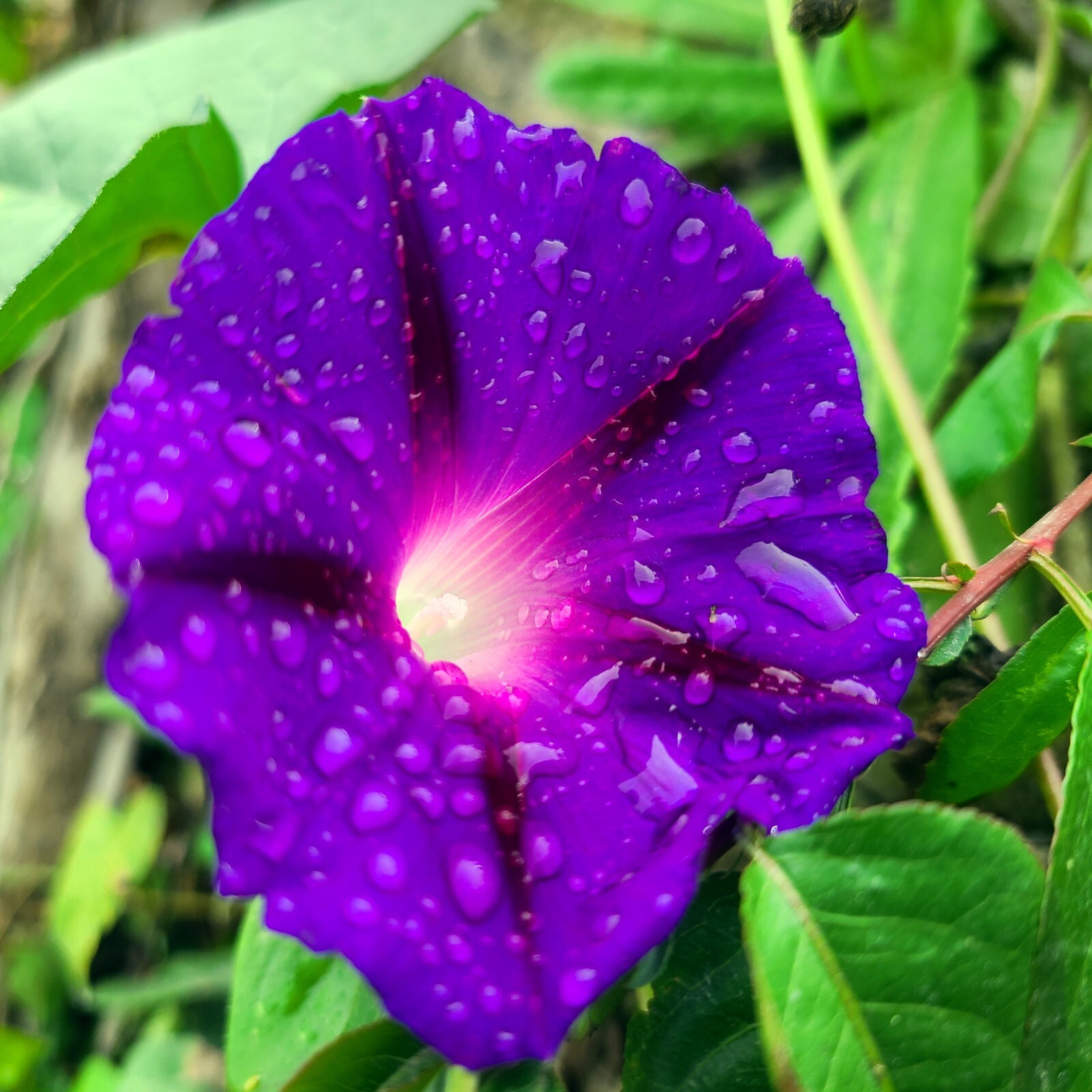 20 PURPLE MORNING GLORY FLOWER VINE SEEDS (Ipomoea purpurea) Hardy Climber Plant