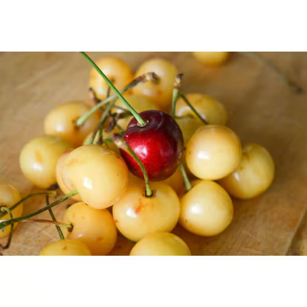 Double Cherry Twist Tree Bare Root