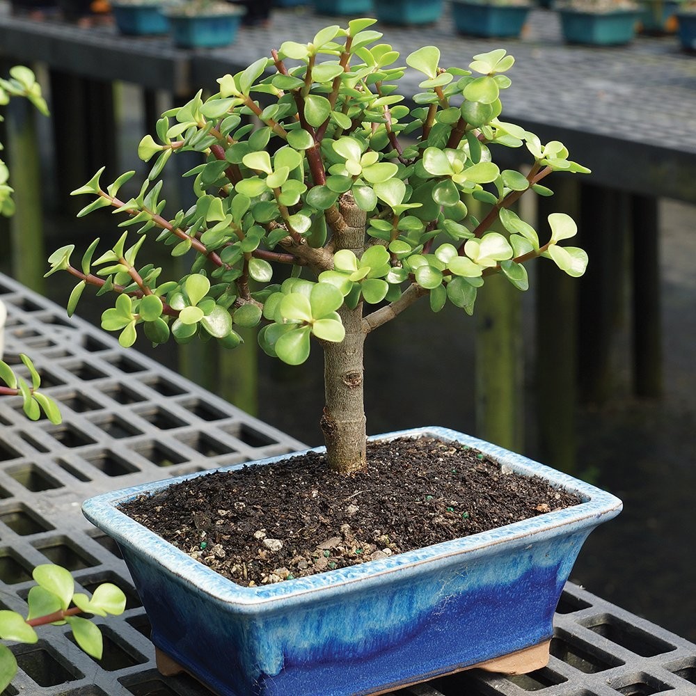 Live Dwarf Jade Bonsai Tree – Indoor Plant in Ceramic Pot, 8-12″ Tall, Easy Care
