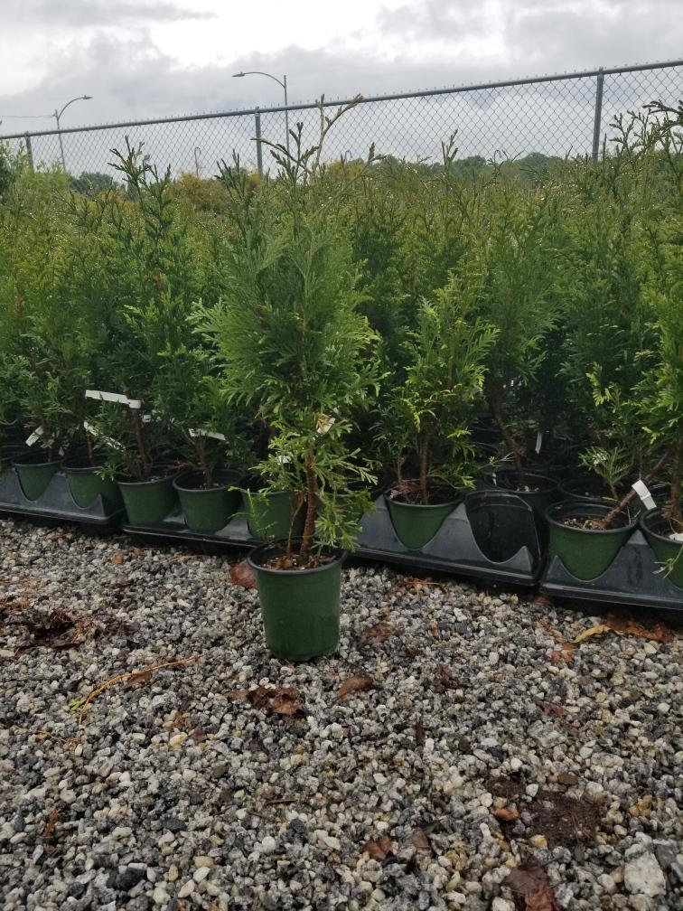 Green Giant Arborvitae ( Thuja plicata ) – ( 1 QT )