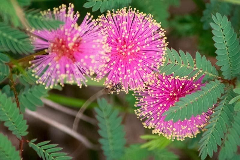 Mimosa quadrivalvis HARDY SENSITIVE PLANT SEEDS! RARE!