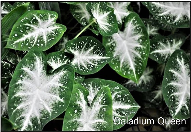 Caladium ‘Stardust’ Size #2 (2 BULBS) (You get 2 bulbs)