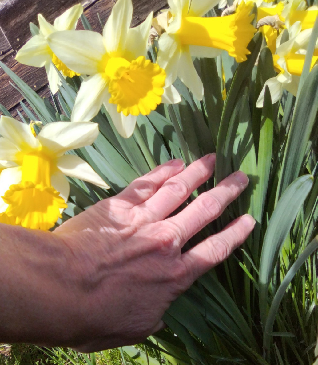 Wild Daffodil Bulbs! Great for naturalizing and containers!
