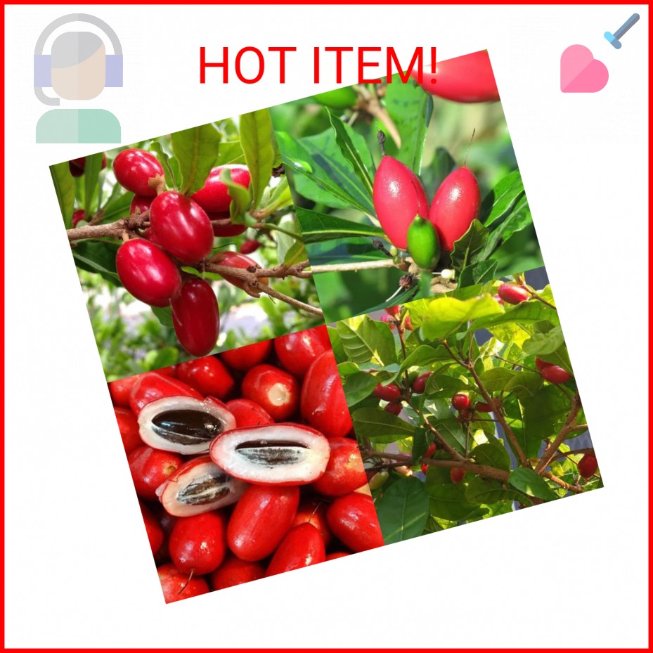 35+Tropical Miracle Berry Fruit Seed for Planting Outdoor-Edible Berries Plant Y