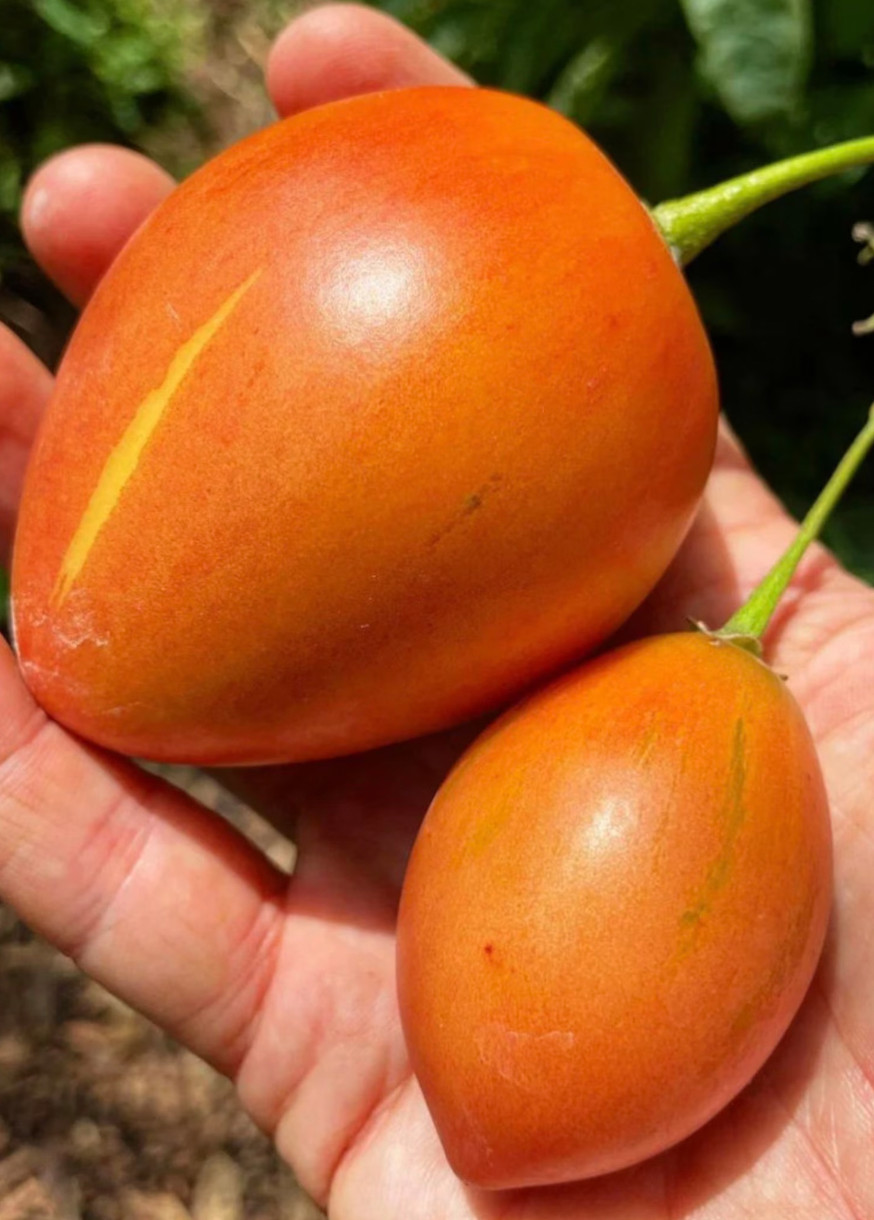 Mixed pack of 6 cuttings of Tree tomato, Solanum betaceum. Red, orange, yellow.