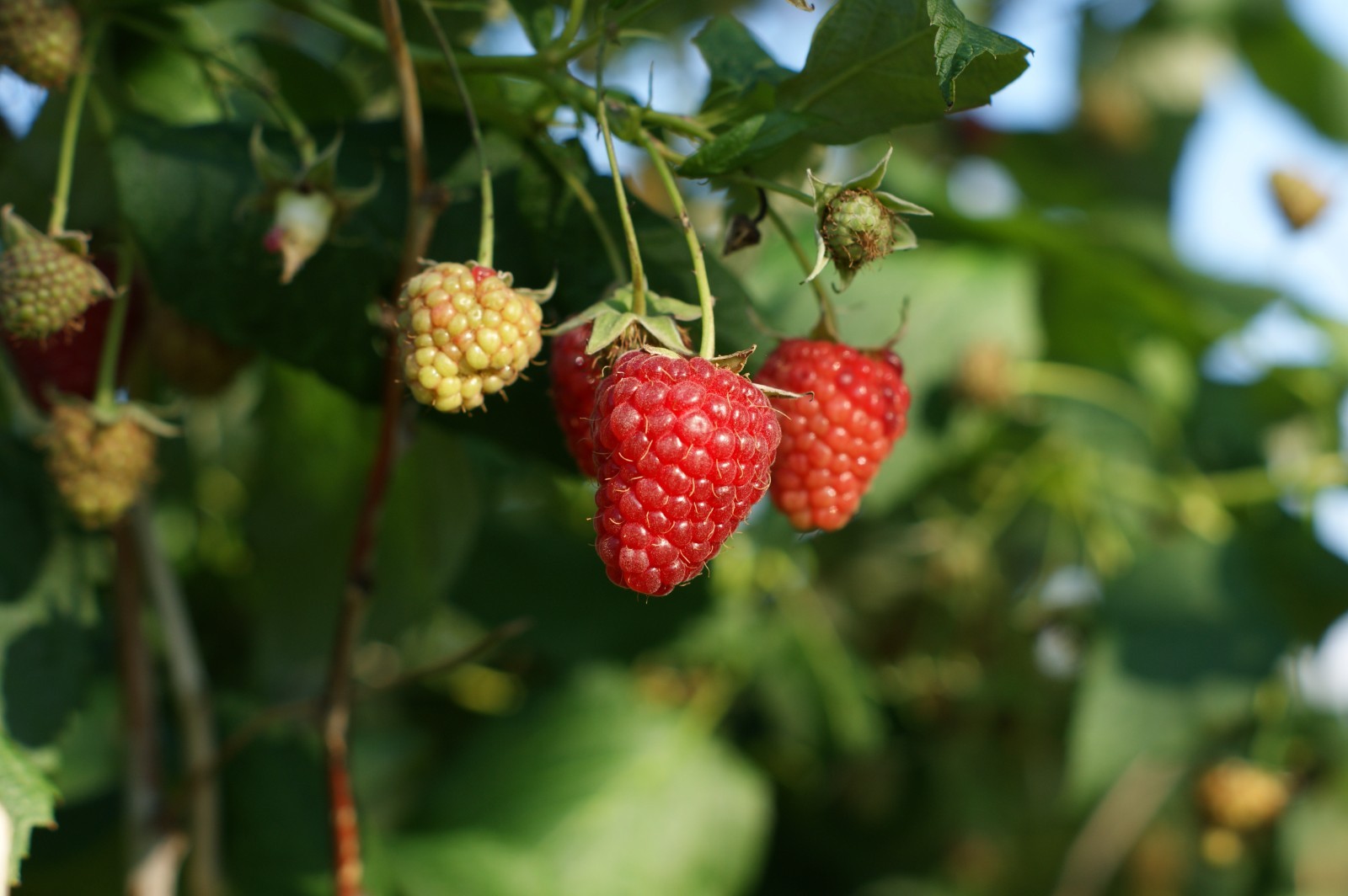 Joan J Raspberry – 2 Red Raspberry Plants – Everbearing – Organic Grown –
