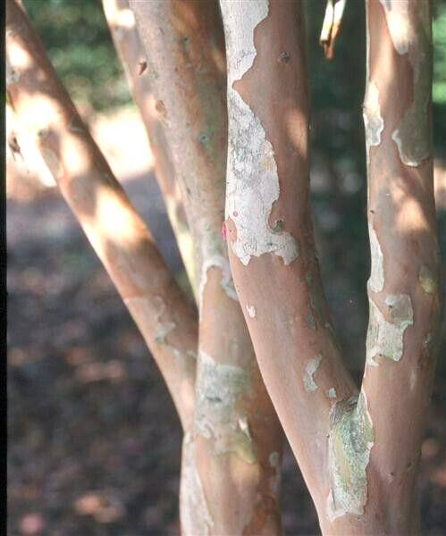 25 SIOUX CREPE MYRTLE SEEDS – Lagerstroemia indica x faueri ‘Sioux’