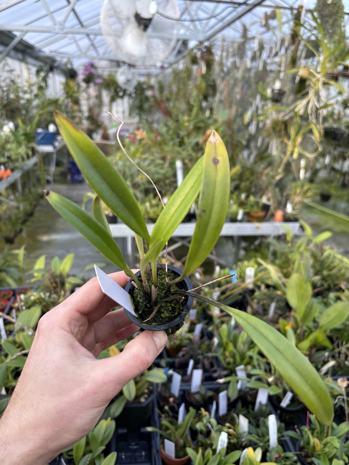 Masdevallia robineae Rare compact orchid species FRAGRANT bloom size