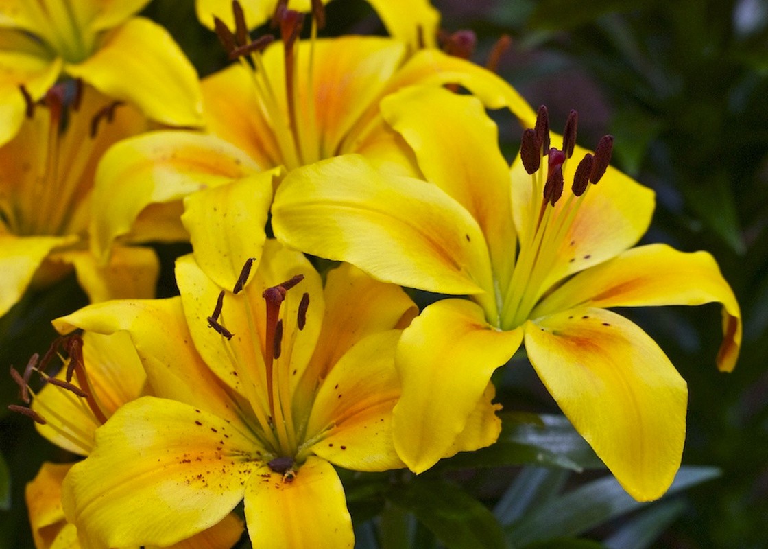 3 ASIATIC Lily Bulbs Mixed Bright colors Summer Bloom **Spring Planting