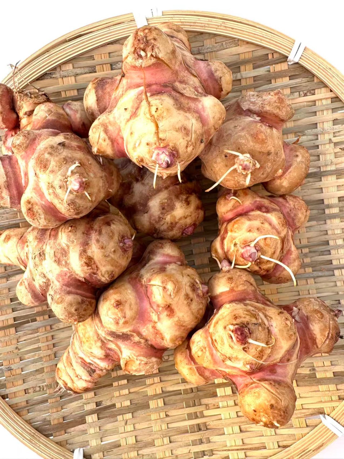 10 LBs Large Tubers Jerusalem Artichoke/Sunchoke – For Planting