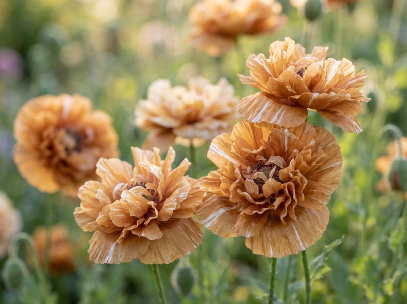 100 Flemish Antique PEONY POPPY MIXED Colors Papaver Peoniflorum Flower Seeds