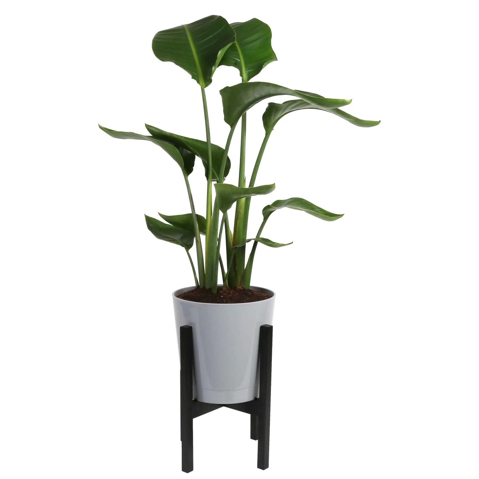 36-48″ Tall White Bird of Paradise, Bright Indirect Sunlight, Indoor Live House