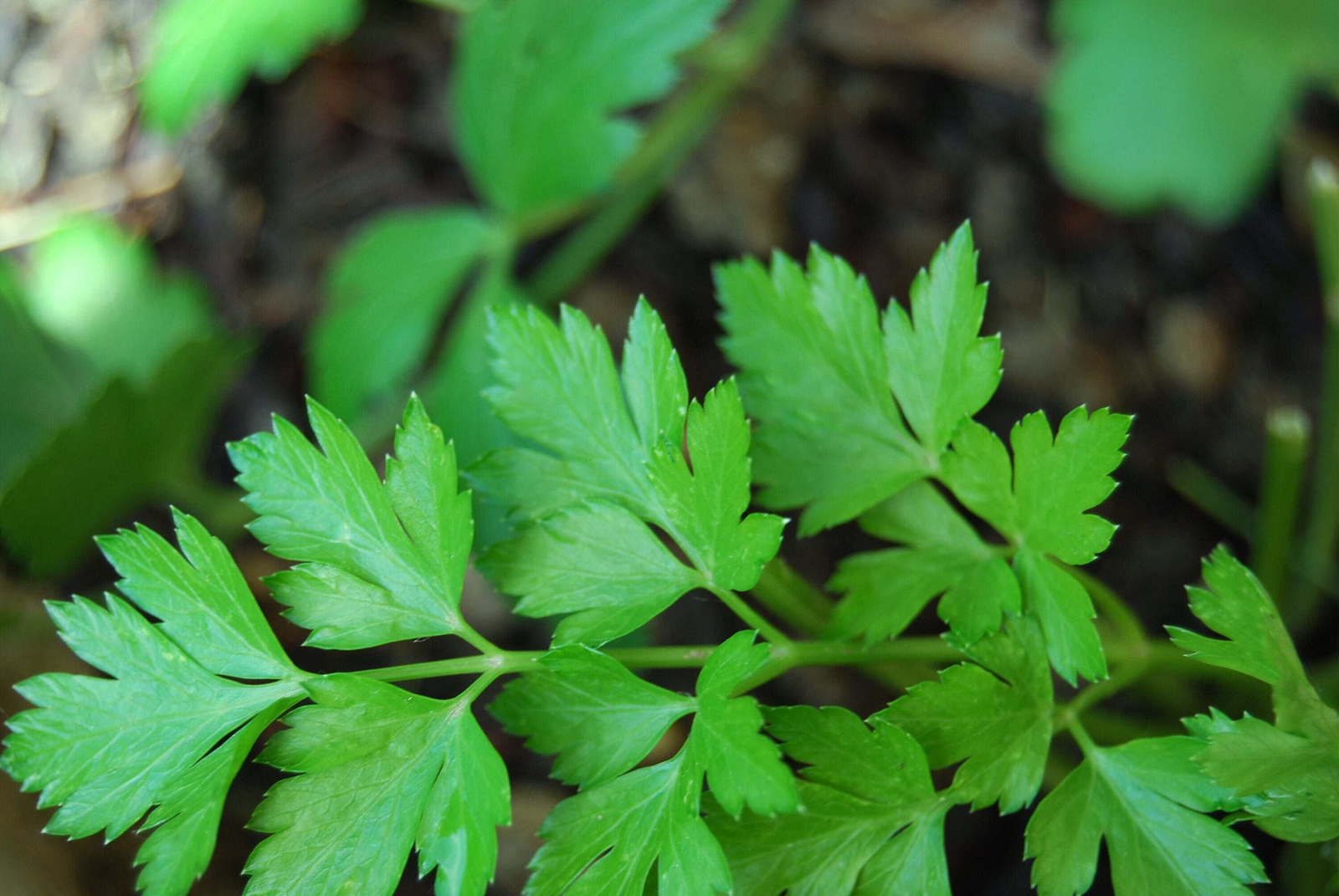 1500 FLAT LEAF PARSLEY Seeds Petroselinum Crispum Plain Single Italian Parsley