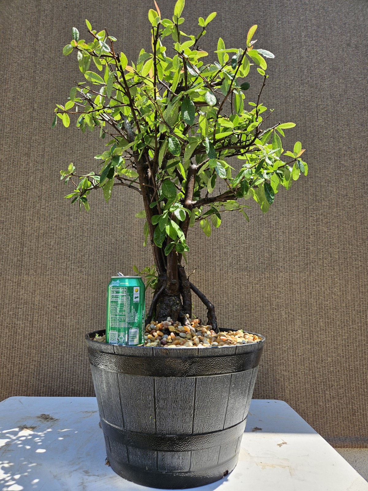 Old Japanese Flowering Quince ( Toyo- Nishiki -Quince ) Bonsai Tree,,, SALE