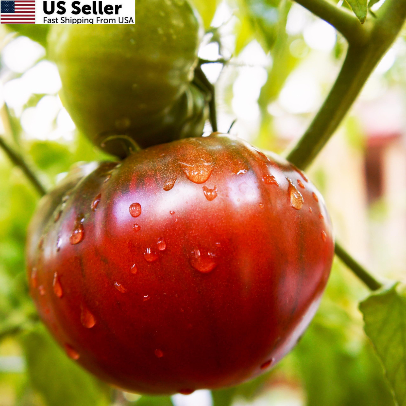 Purely Organic Tomato Seeds (Cherokee Purple) – approx 75 seeds, Purple,Red