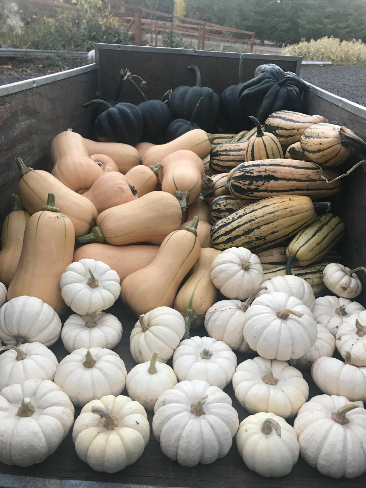 Baby Boo Pumpkin Seeds | Untreated White Mini Little Gourd Fall Squash Seed 2023