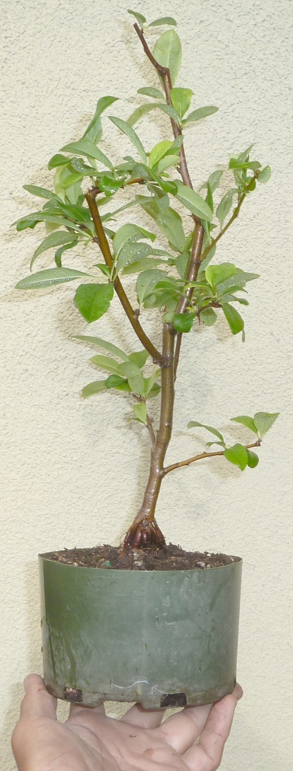 Chaenomeles Spitfire Japanese Flowering Quince Pre Bonsai Dwarf Shohin Flowers